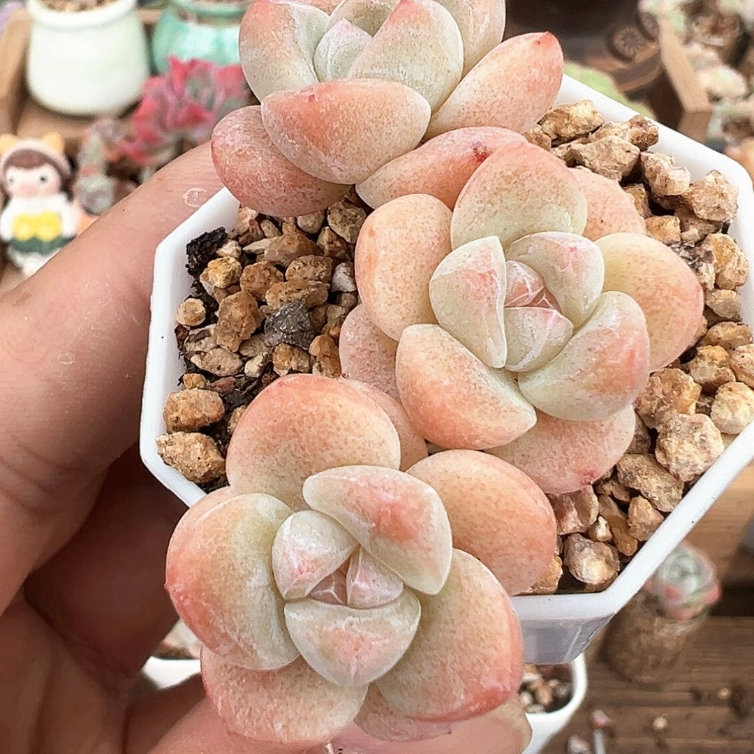 白底冰玉三头群生161