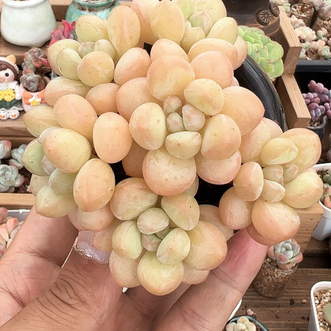泡泡糖捧花136号