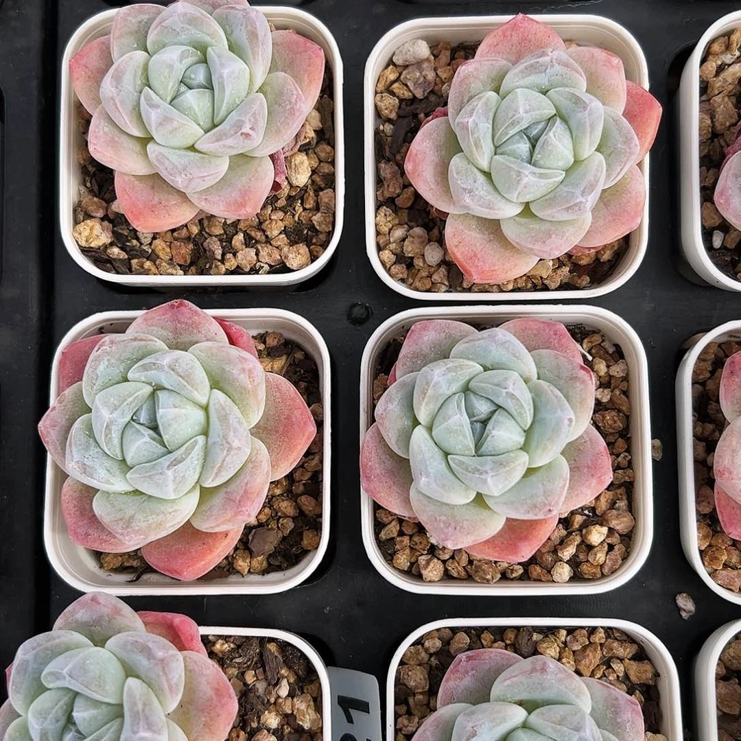 白底冰玉6颗一组