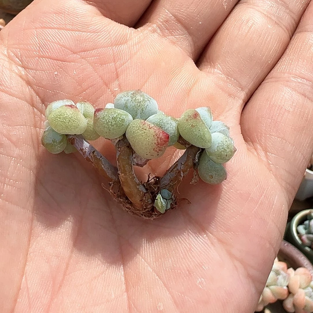 树型珍妮心三头群生247