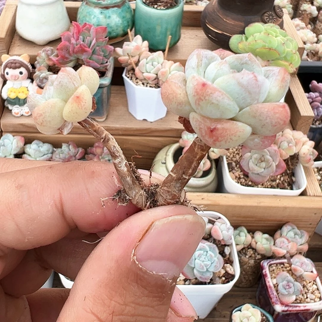 长腿冰玉双头113