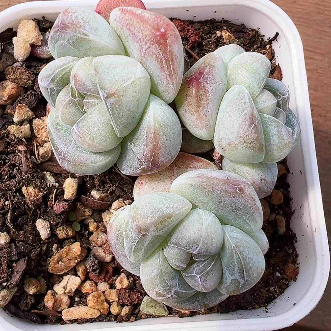 珍妮心群生，三头带崽，