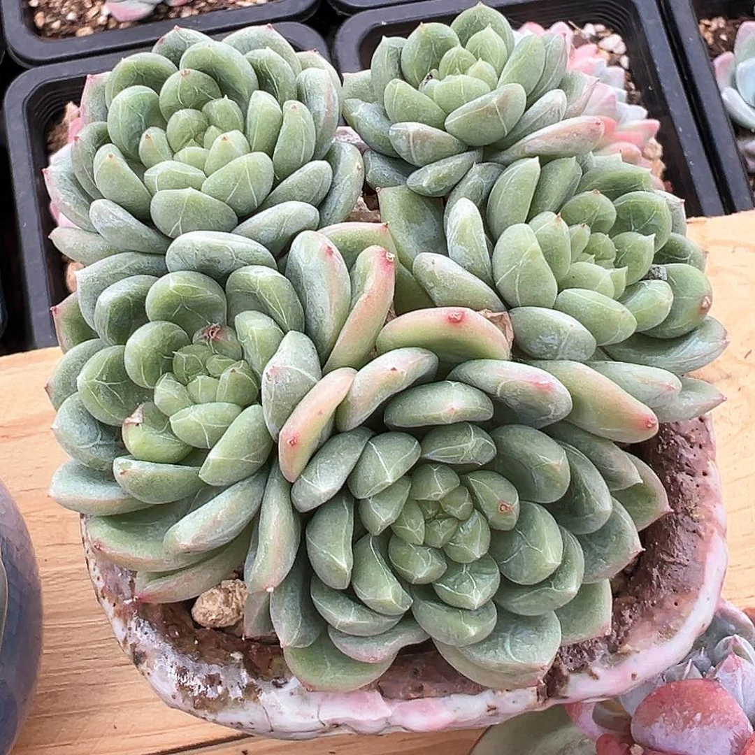 百搭翡翠5头老桩群生