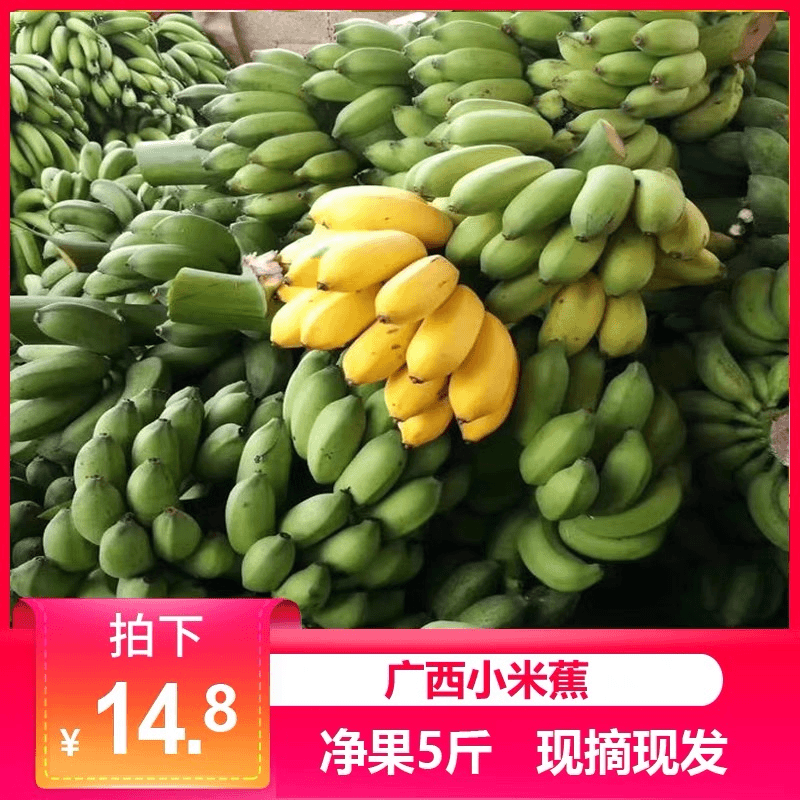广西正宗小米蕉香蕉现摘现发不泡药水自然成熟坏果包赔3-5斤