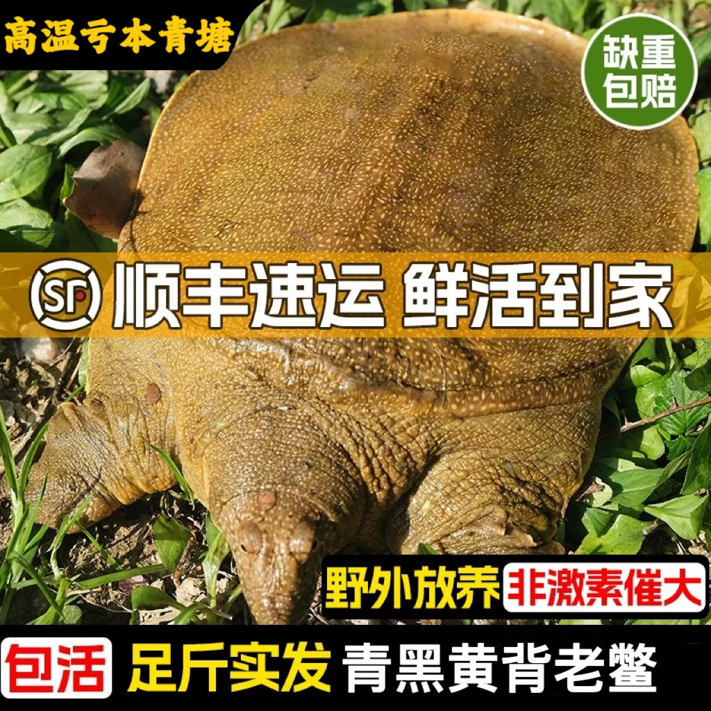 【浙江基地老甲鱼拍一发3只】生态老甲鱼到手3只 顺丰包邮 ak2