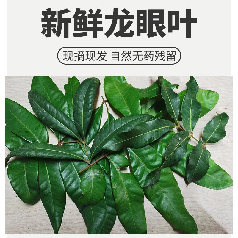 鼎足龟用龙眼叶养龟免煮预防腐皮烂甲龟缸造景原生态调节水质躲避