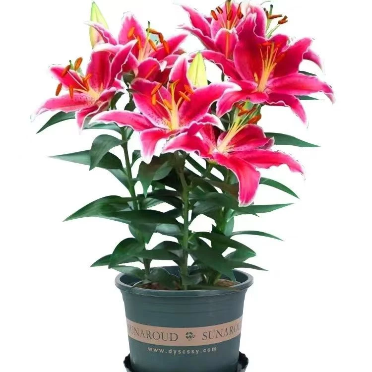 香水百合种球四季可种阳台绿植开花浓香好养活栽培培养根系浇水