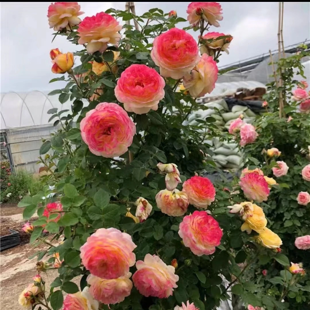 藤本复色月季花苗詹森大花浓香庭院爬藤蔷薇玫瑰花四季开卉植物