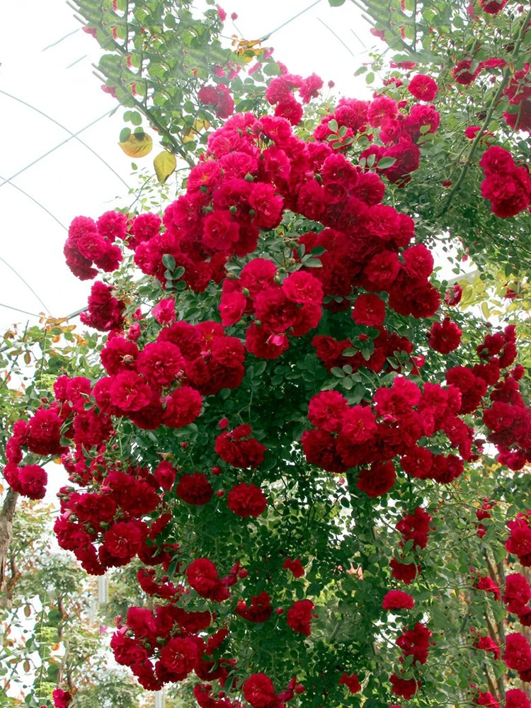 甜蜜红木香花苗四季红色阳台盆栽带花爬藤植物浓香庭院耐寒好养活