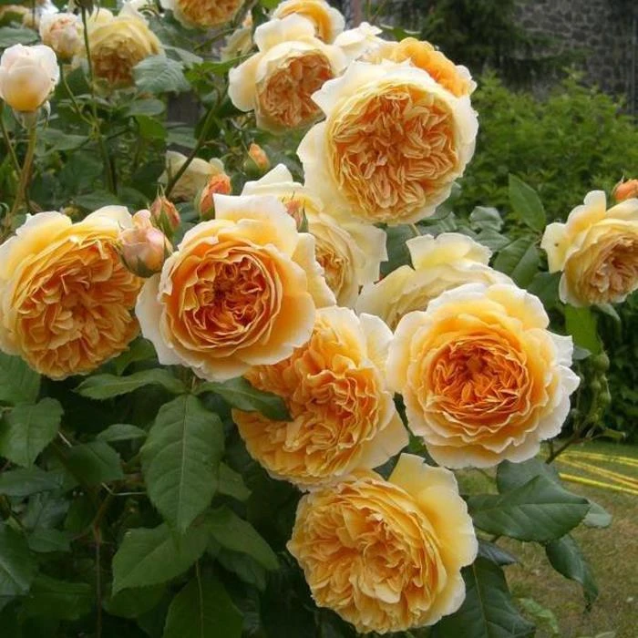 欢笑格鲁吉亚 欧月藤本月季 经典奥斯汀藤本浓香大花勤花抗病月