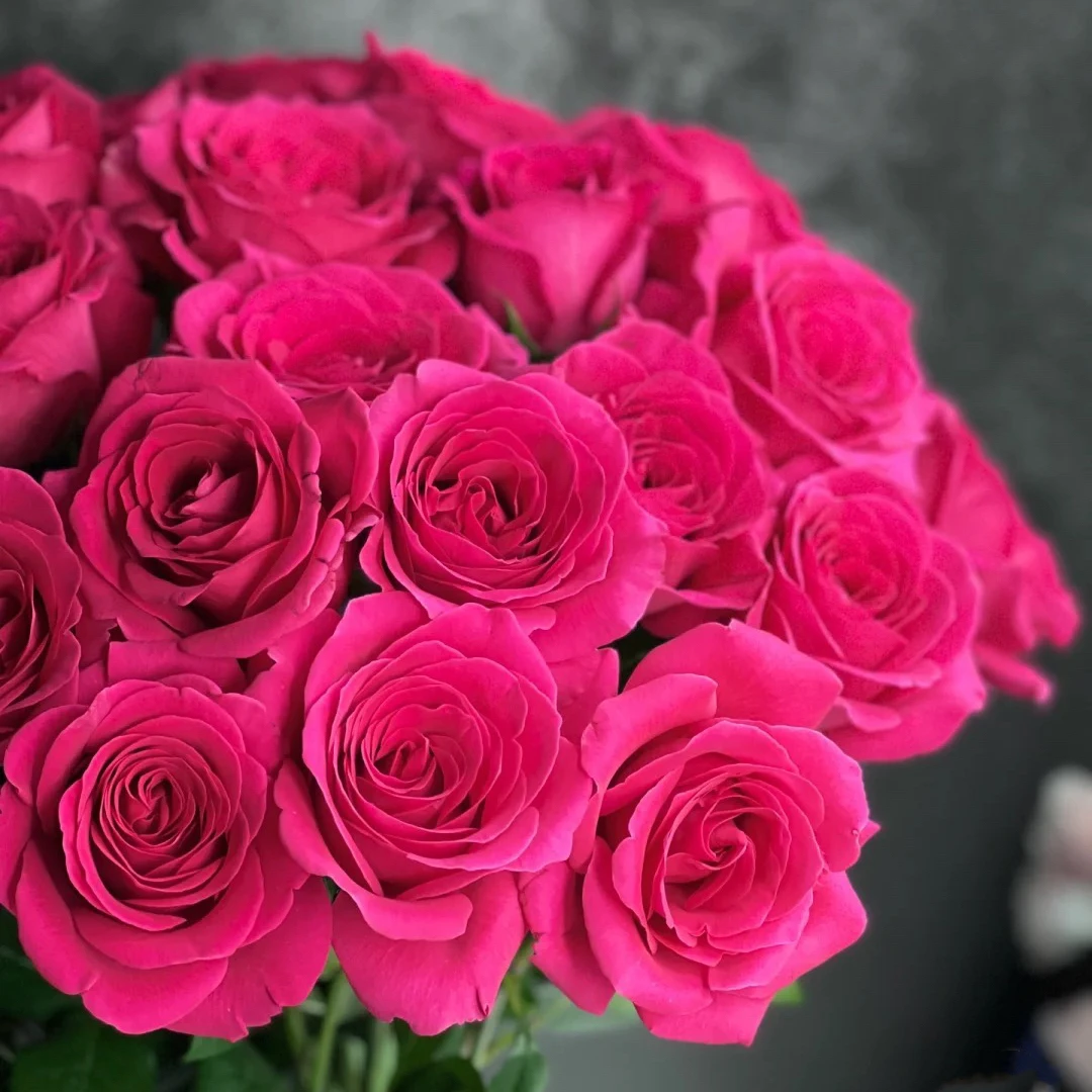 弗洛伊德玫瑰花云南基地直发冷链鲜切玫瑰花--收到货带包装醒花