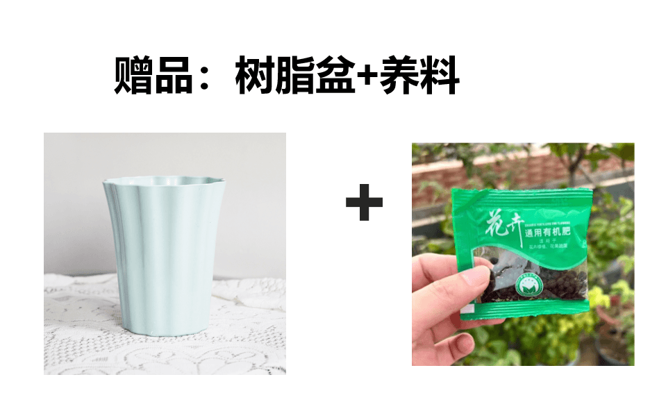 树脂盆+养料