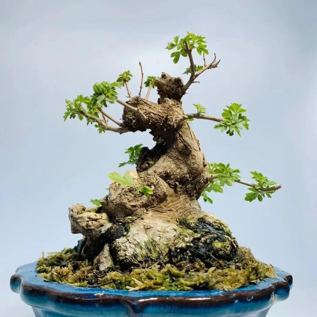 黄荆盆景素材直播间一物一拍（请勿自行下单）