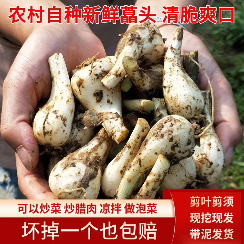 【代妹专属】农村自种新鲜藠头拍3斤送2斤靶子蒜尝鲜嫩现挖荞头包邮