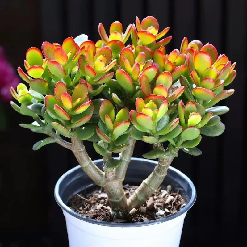 小号继红花月 摇钱树  木质化桩子 耐热耐寒好养易活