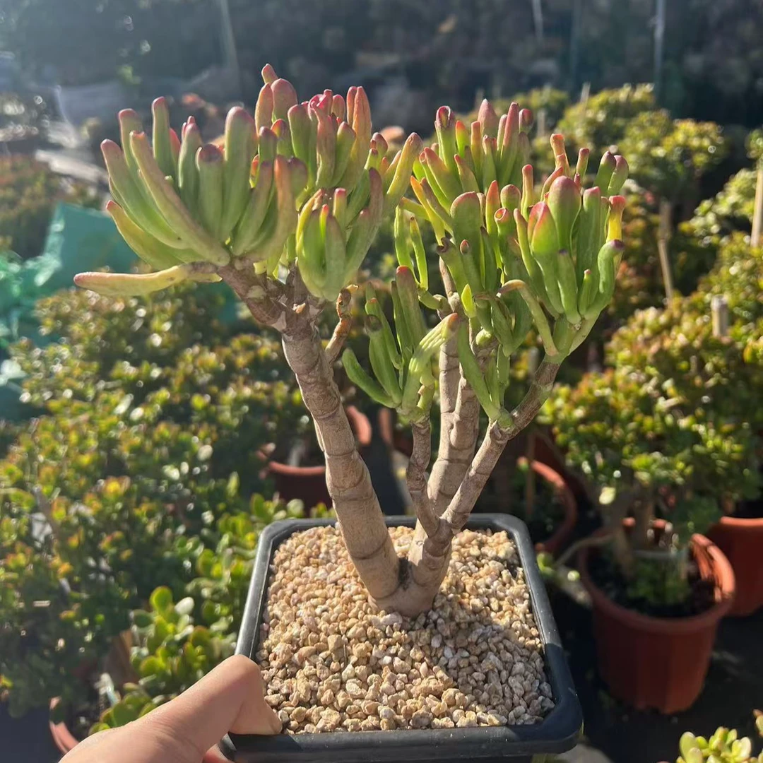 老桩多肉  吸财树 耐热耐寒新人新手都能养