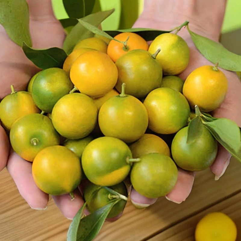 广西脆皮金桔滑皮金桔小金桔纯甜不酸坏果包赔