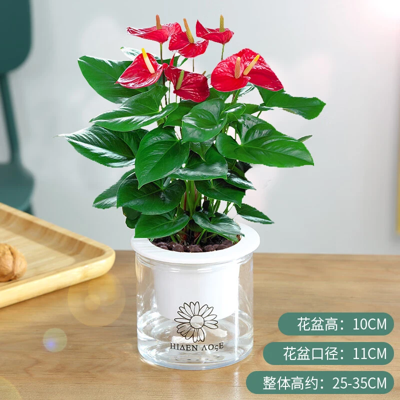 绿有意水培红掌盆栽植物室内花卉好养一帆风顺大盆水养四季常青绿