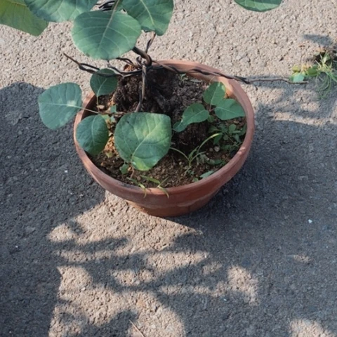 黄栌盆景造型盆栽设计