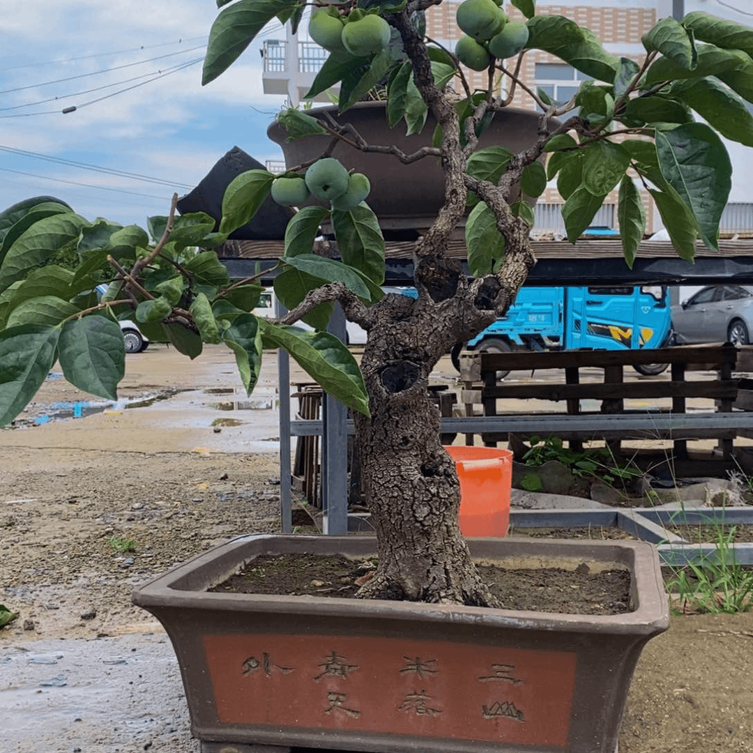 柿树盆景造型设计欣赏盆栽