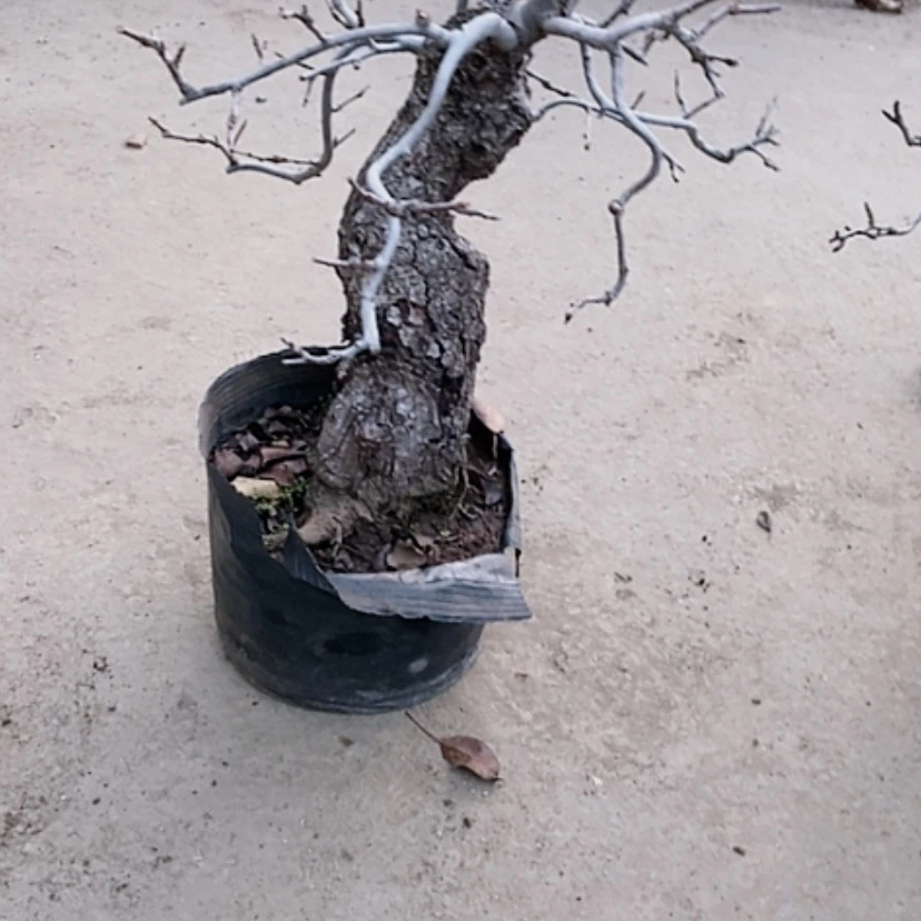 【闪购商品】棠梨盆景造型