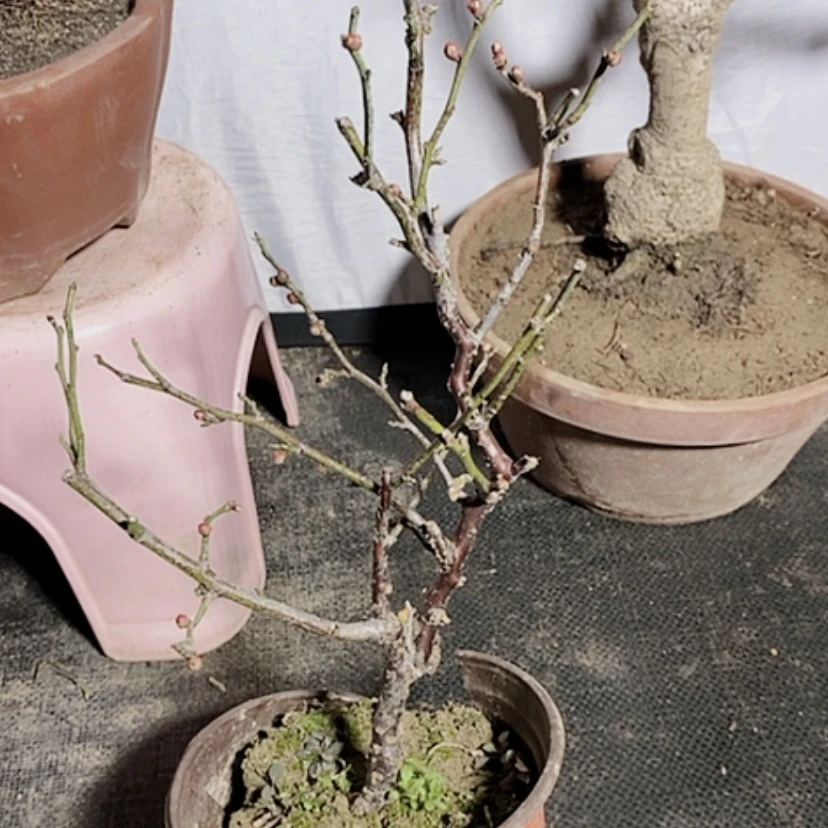 【闪购商品】龙游梅花盆栽