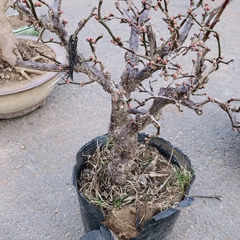 【闪购商品】龙游梅盆景