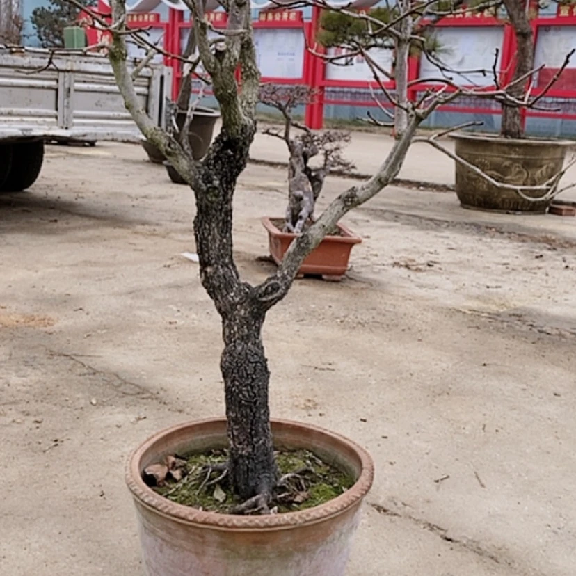 【闪购商品】市树盆景造型