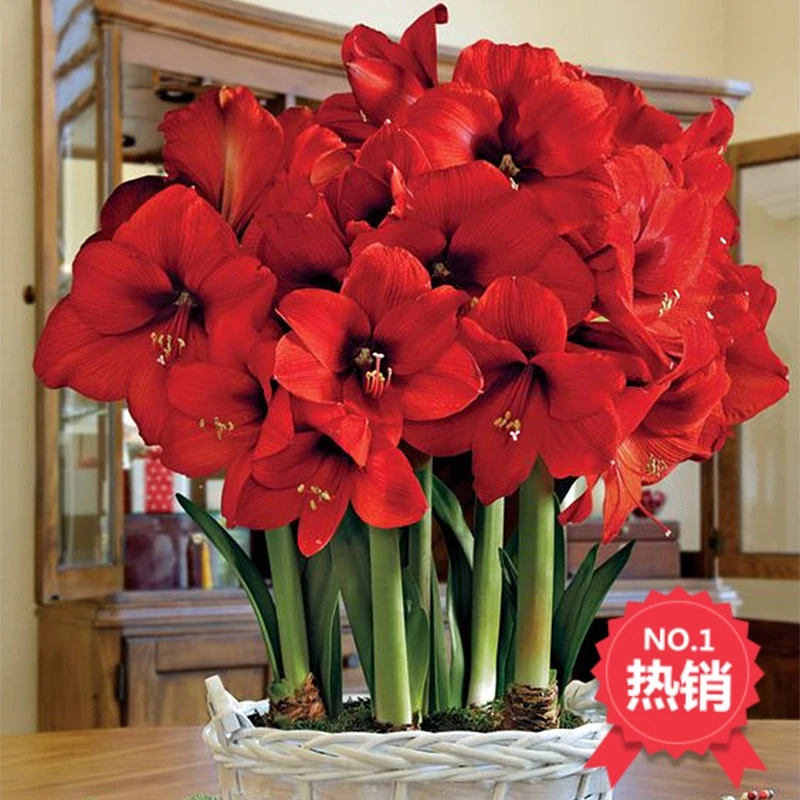 5公分左右大球包邮重瓣朱顶红种球盆栽鲜花地栽大花浓香