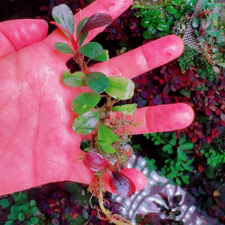 福利55号福利价植物