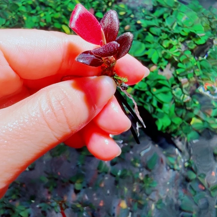 福利27号福利价植物