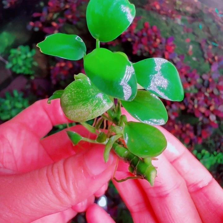福利64号福利价植物