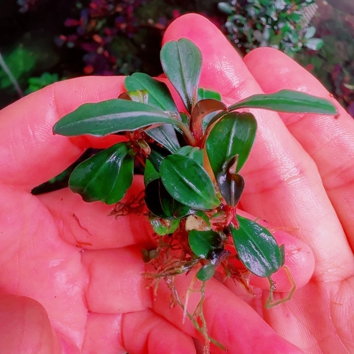 福利39号福利价植物