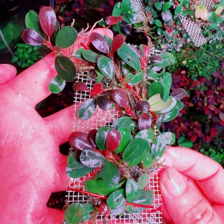 福利53号福利价植物