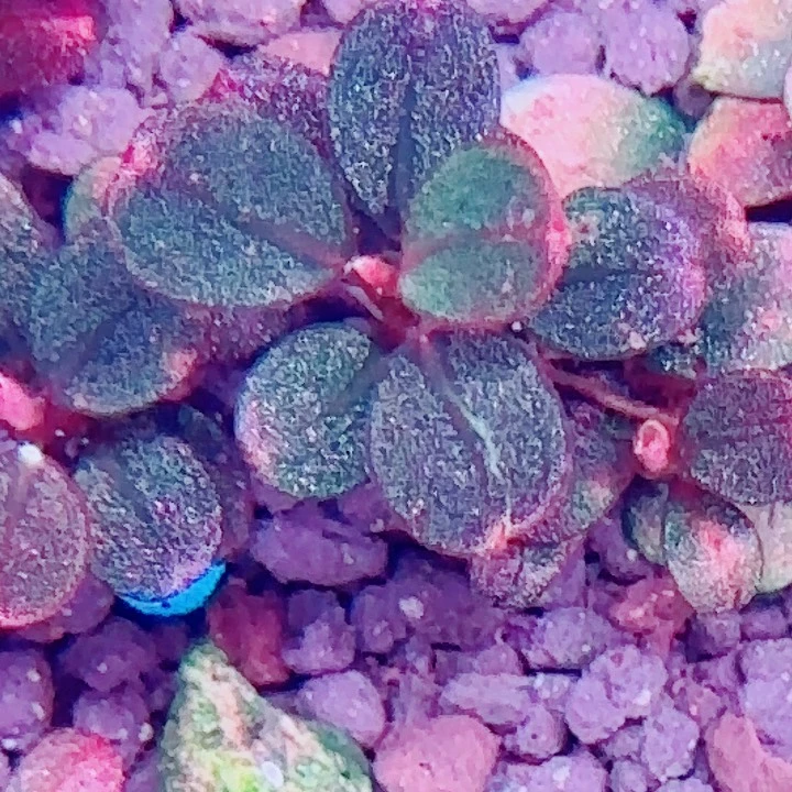 福利37号福利价一头植物