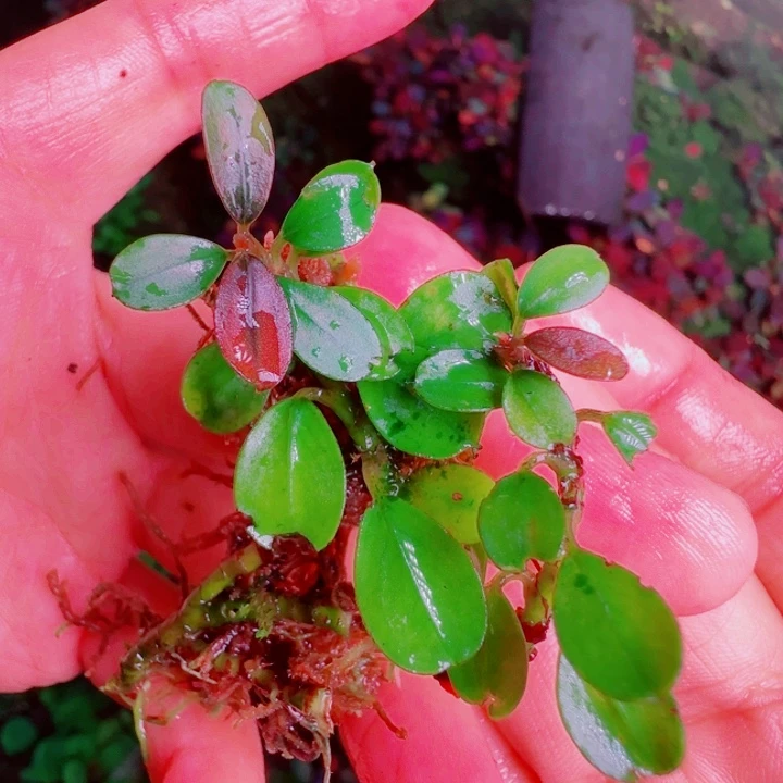 福利36号福利价植物