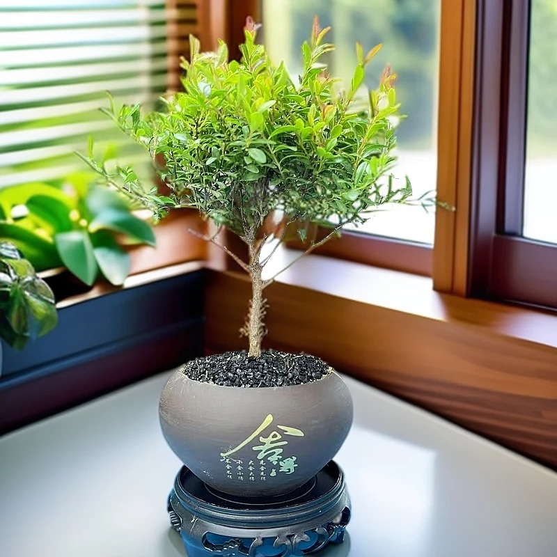 小叶赤楠紫砂陶瓷舍得盆绿植盆栽禅意室内花卉高级