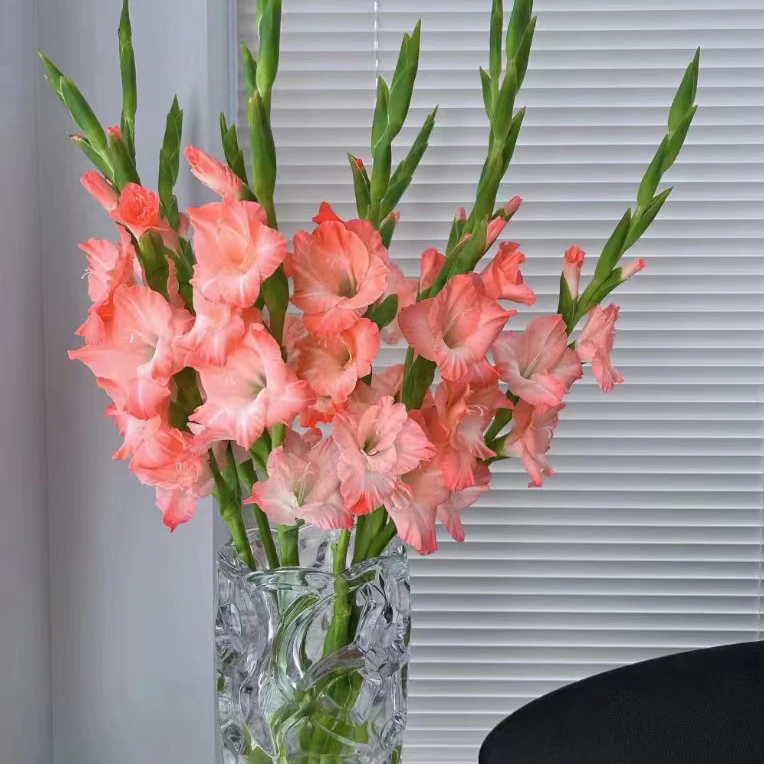 【剑兰系列】东北鲜花基地直发货顺丰包邮点缀鲜花