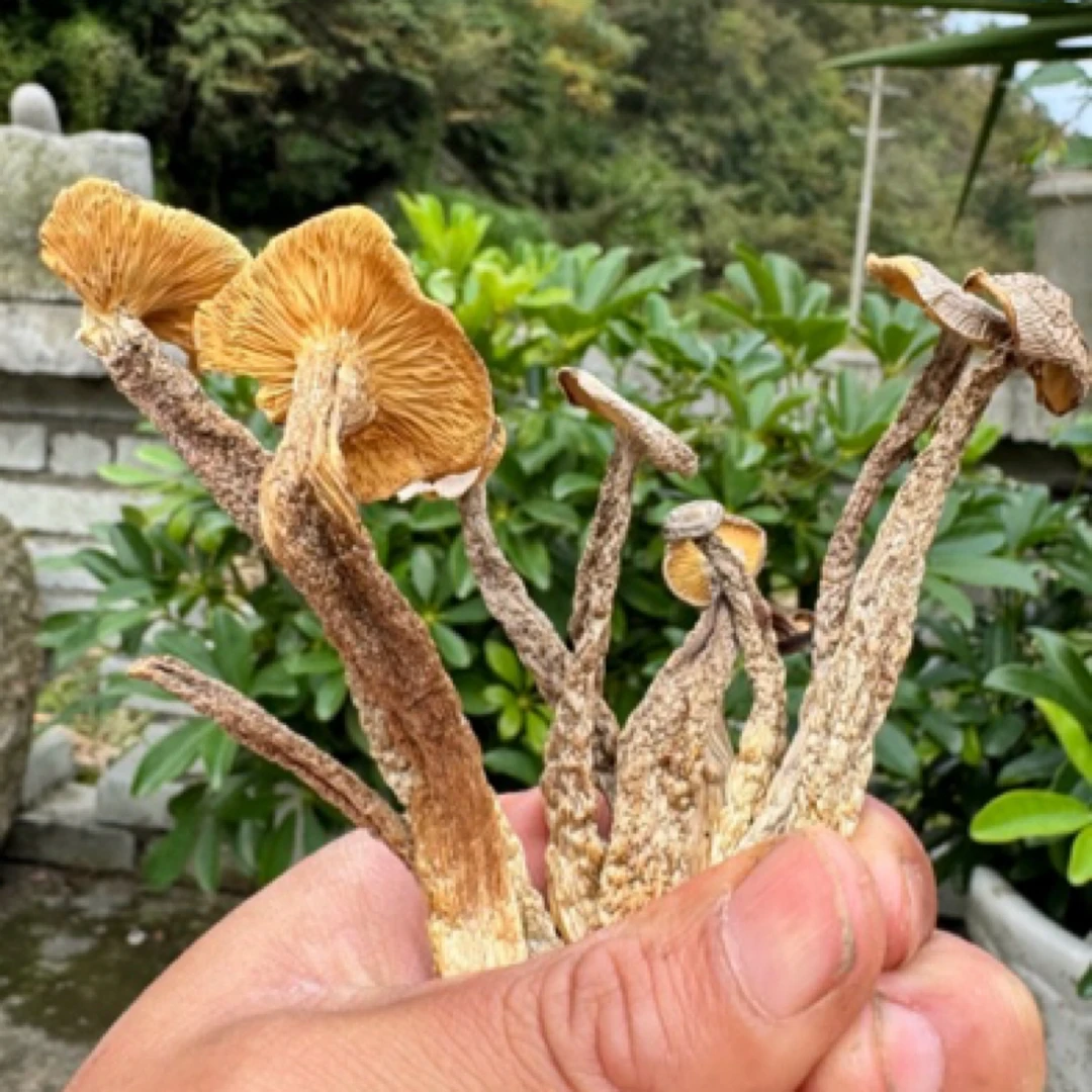 秦岭大山美味鹿茸菇（250g±10g袋装）/（500g±10g）