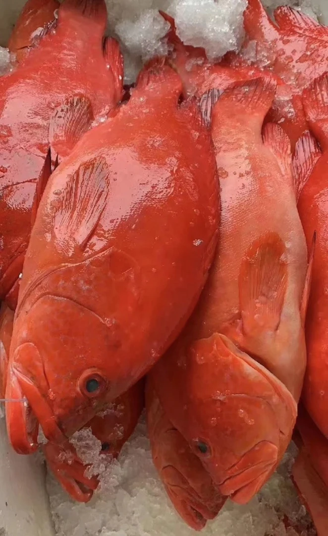 红瓜子斑 厦门海鲜配送 顺丰 现称