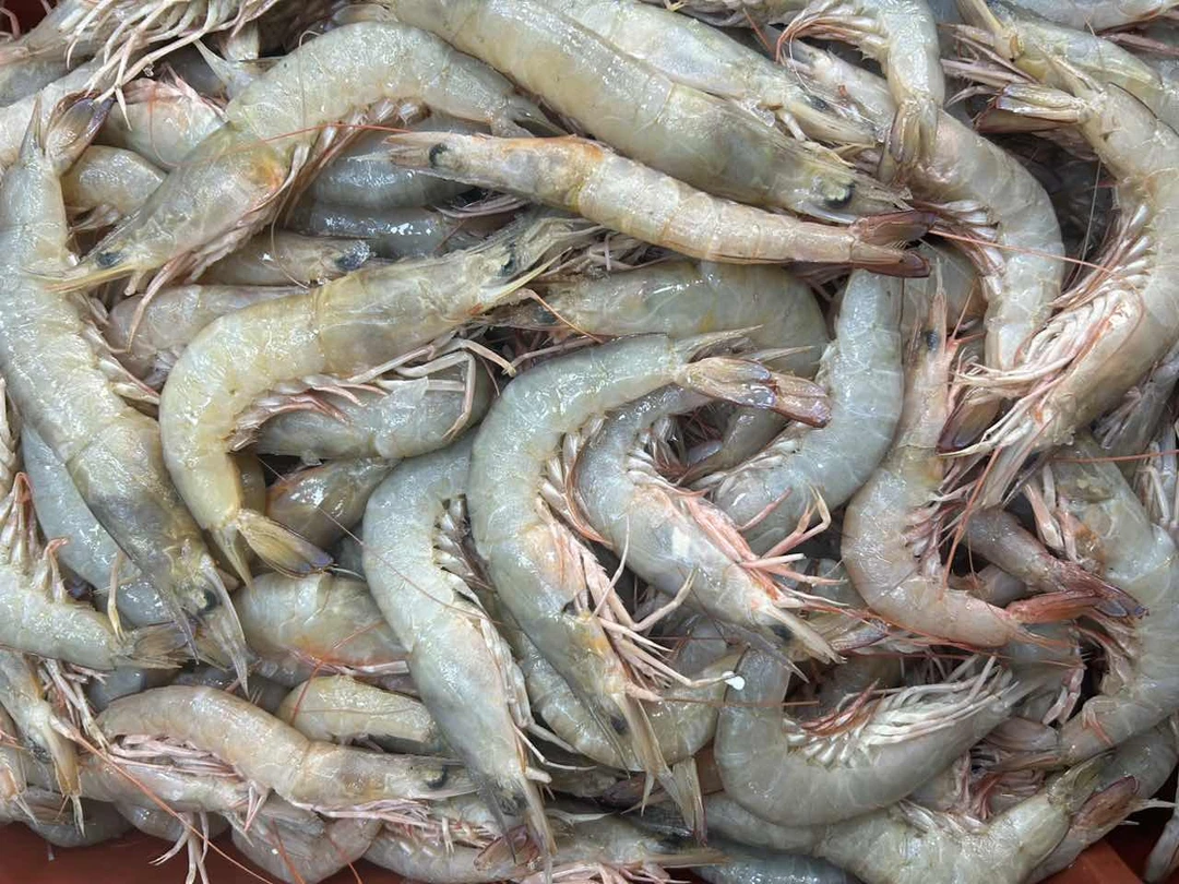 沙卢虾 厦门海鲜配送 顺丰现称2500g