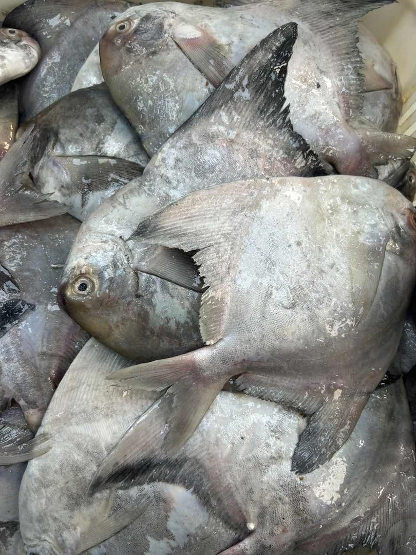 斗鲳 厦门海鲜配送 顺丰 现称5条