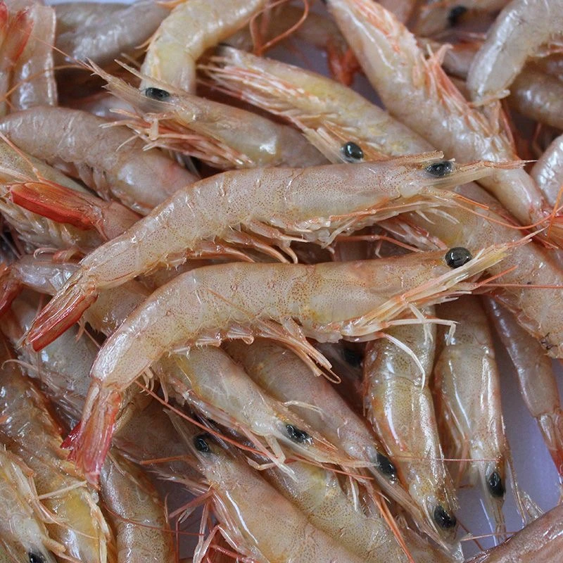 剑虾5斤 厦门海鲜配送  顺丰 现称