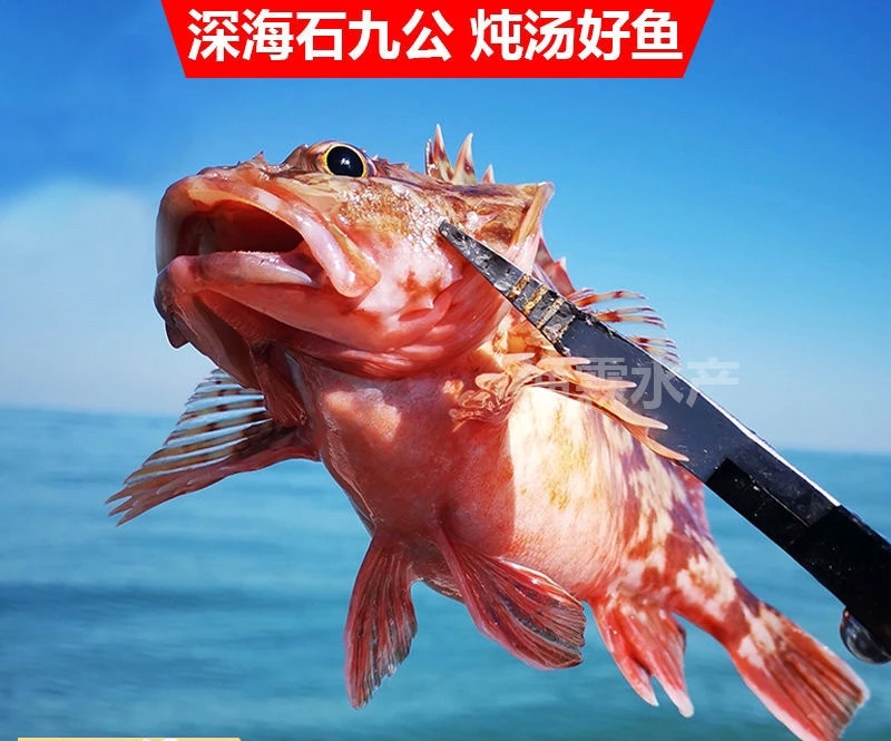 石九公  厦门海鲜配送 顺丰现称五斤
