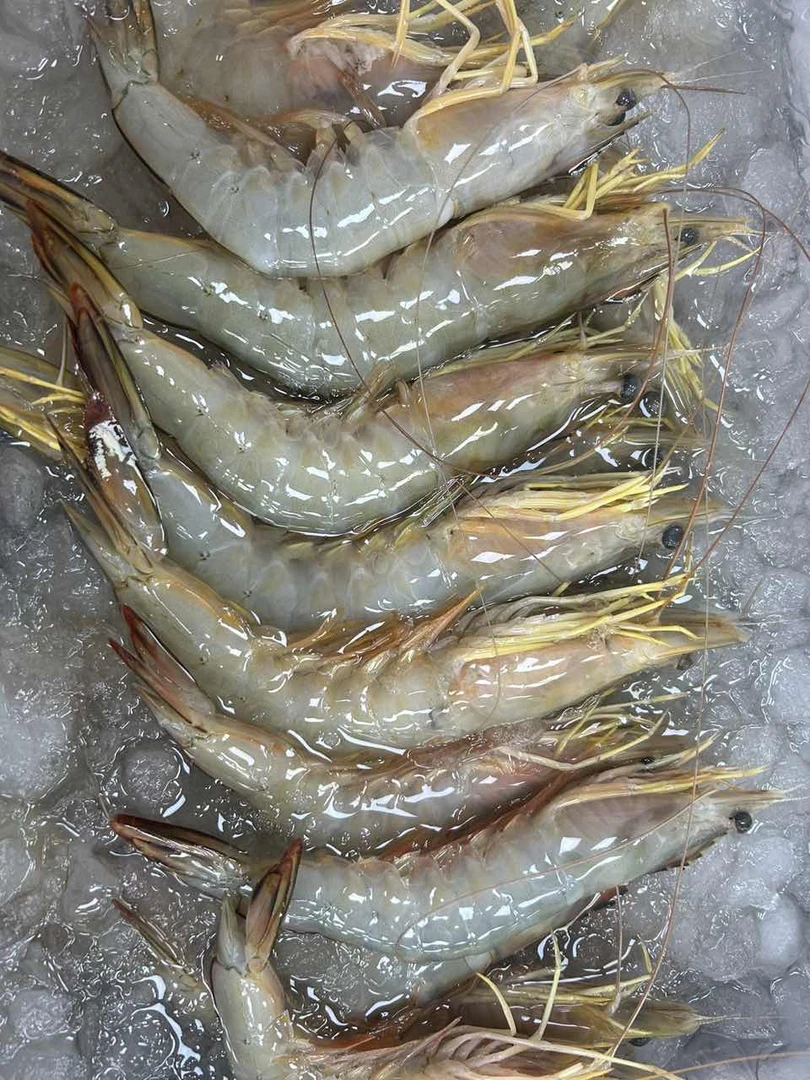 大白虾  厦门海鲜配送 顺丰 现称