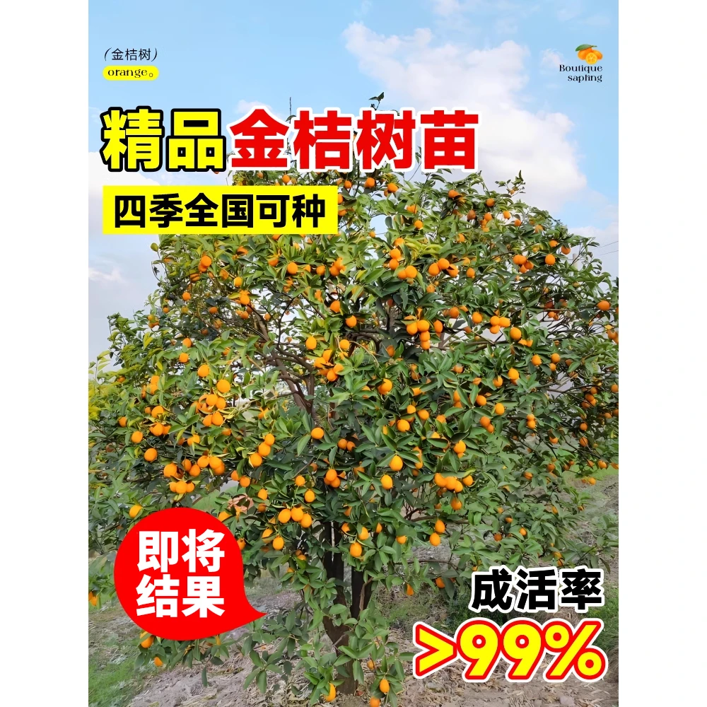 金桔树苗盆栽带果可食用脆皮桔四季橘子树果树苗室内客厅庭院植物