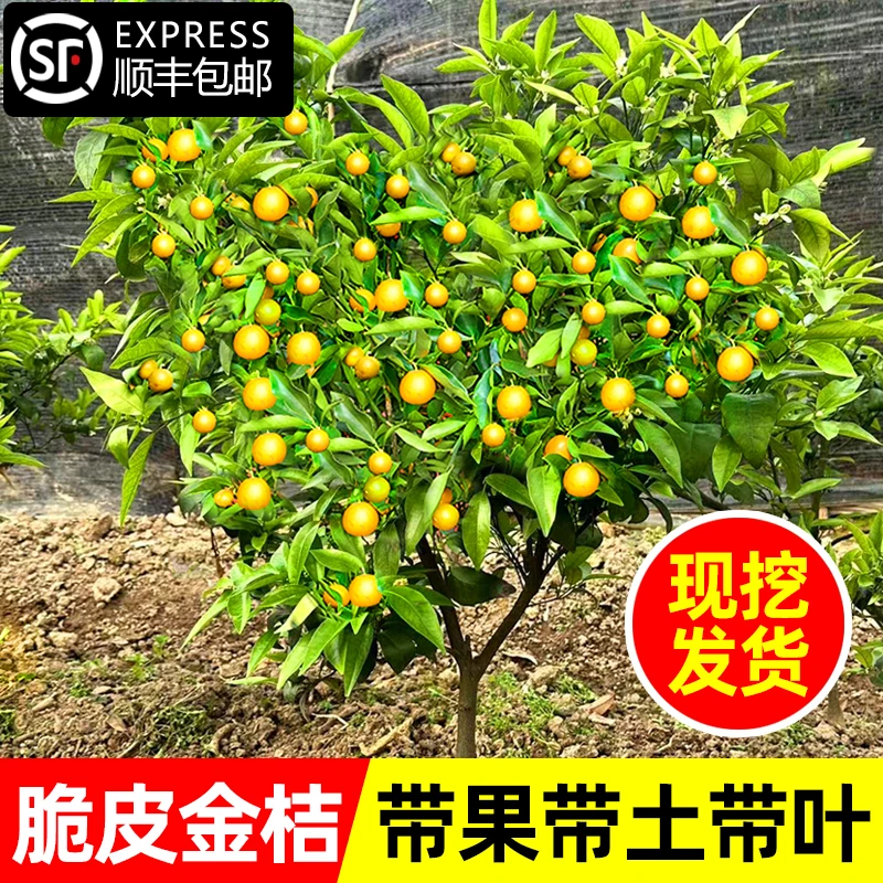 带果金桔盆栽树苗四季果树食用小金桔子苗脆皮金橘招财果室内植物