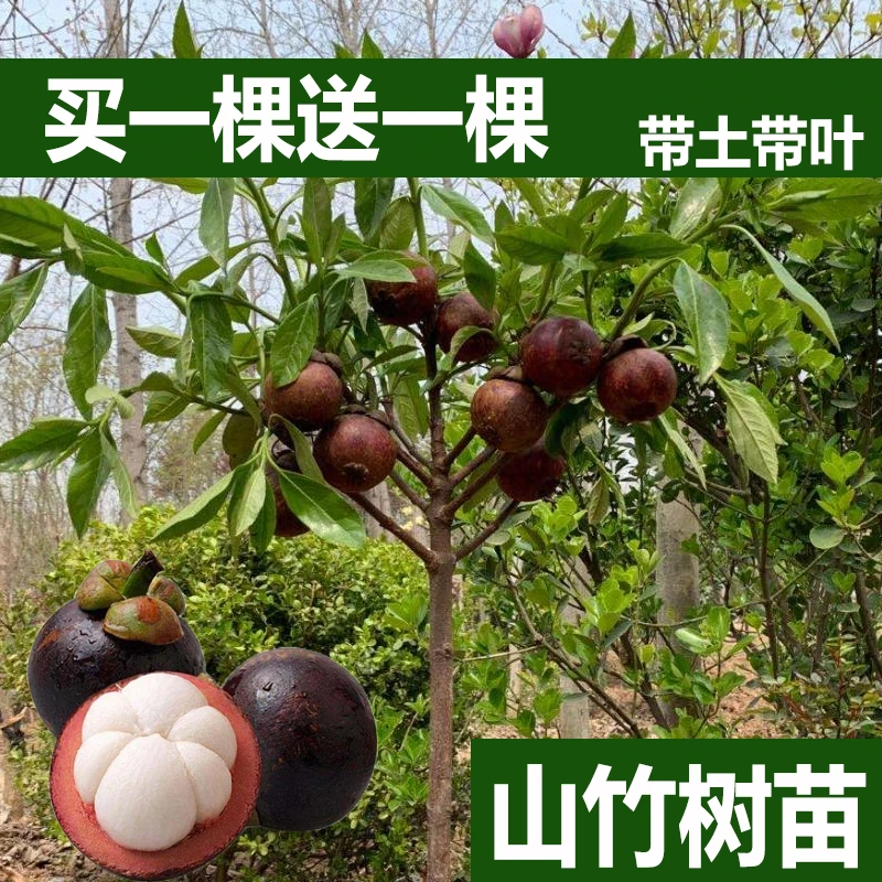 买一送一黄金山竹树苗当年结果耐寒品种高产南北可栽易活带土带叶