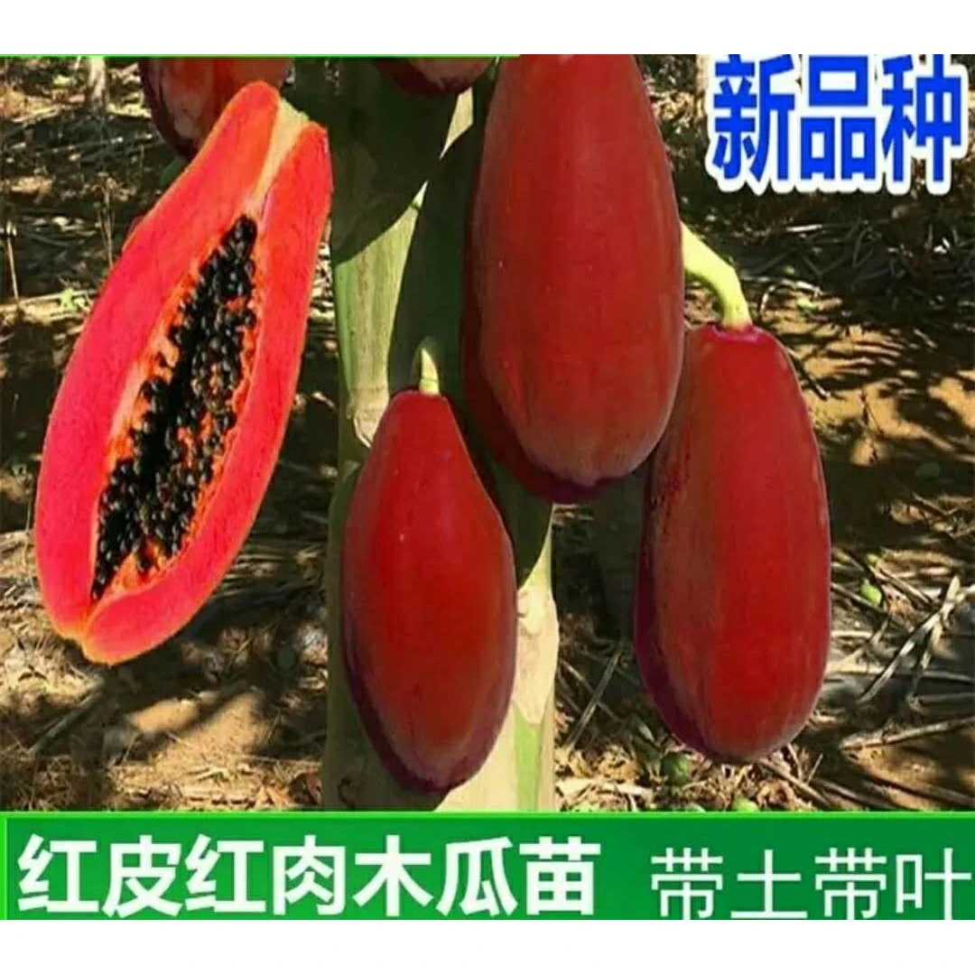 木瓜苗 冠红木瓜树苗 番木瓜苗 台湾红肉大青木瓜苗 当年结果