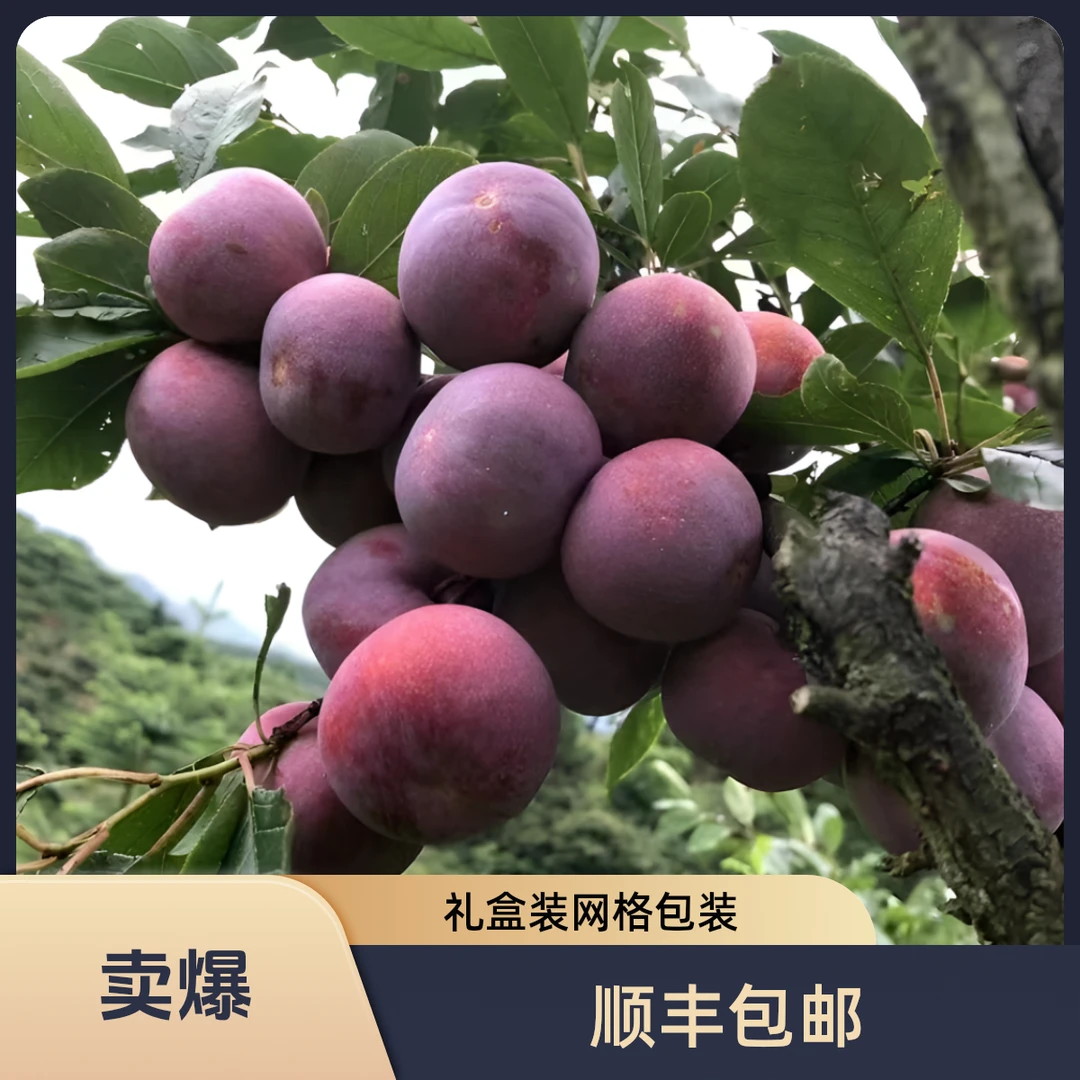 顺丰包邮新鲜芙蓉李三华李1/3/5斤礼盒装红心李采摘酸味包赔